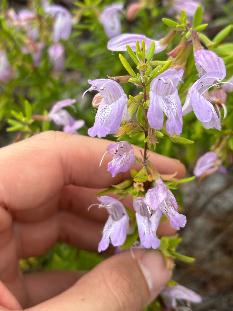 Conradina etonia