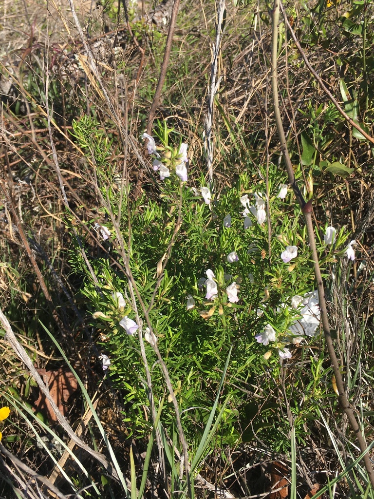 Conradina glabra