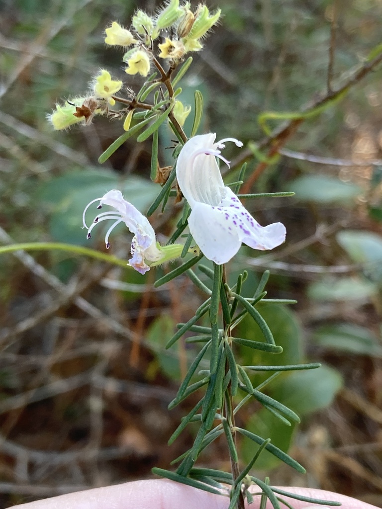Conradina grandiflora