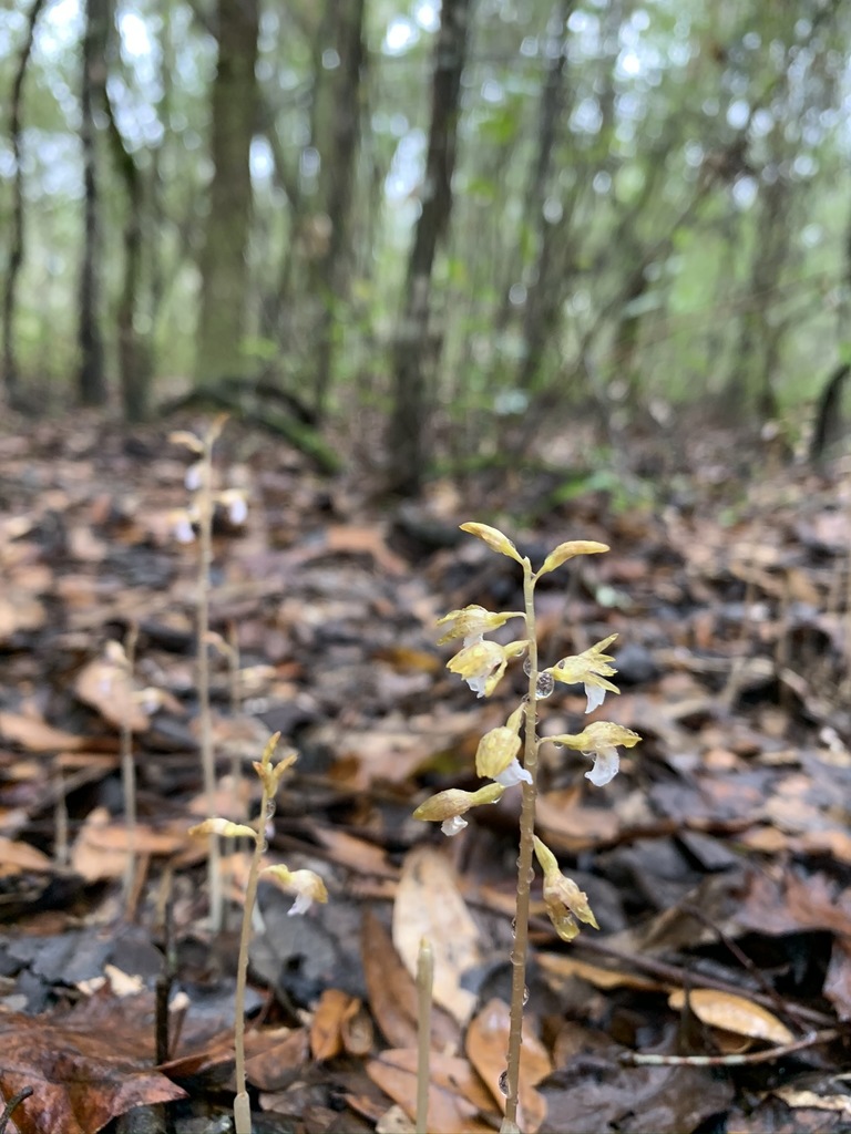 Corallorhiza wisteriana