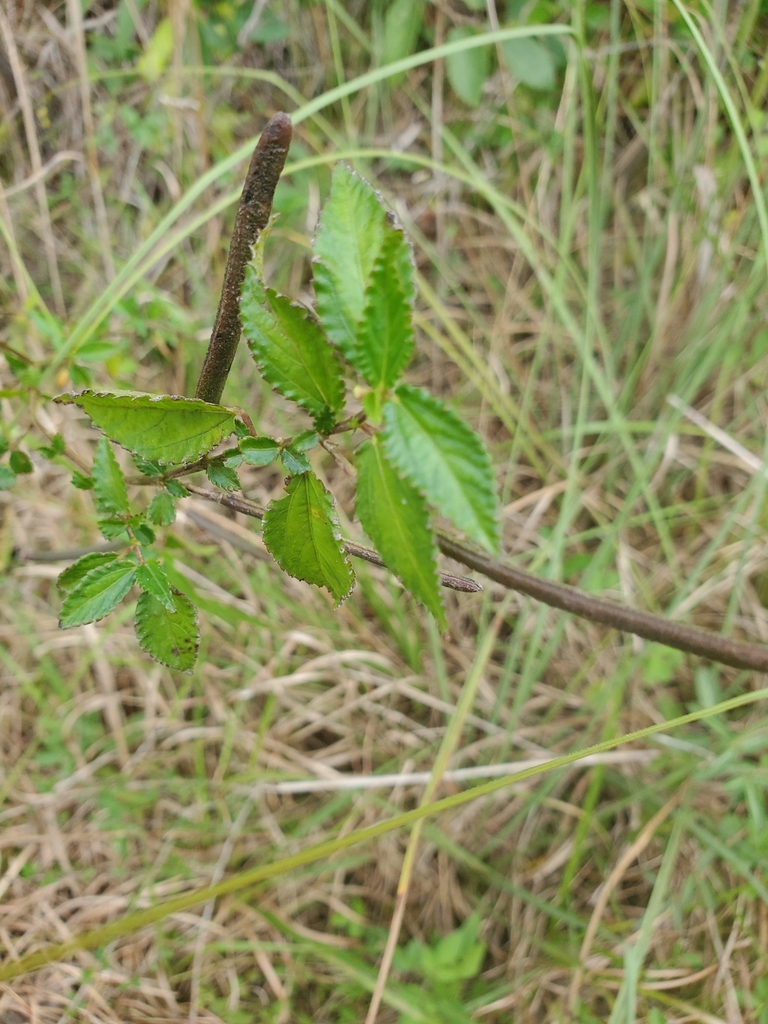 Corchorus siliquosus
