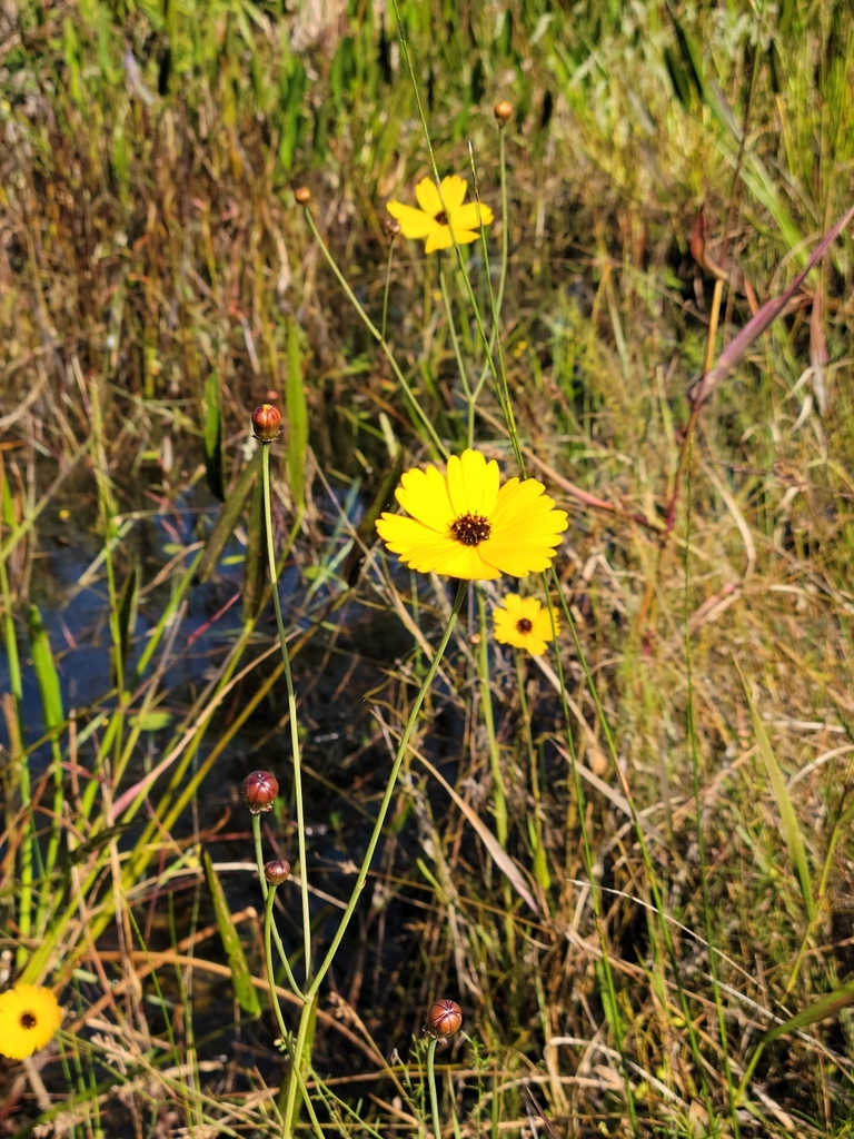 Coreopsis floridana