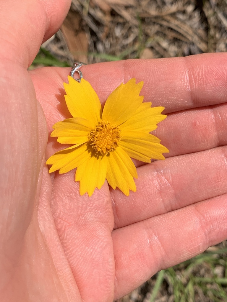 Coreopsis grandiflora