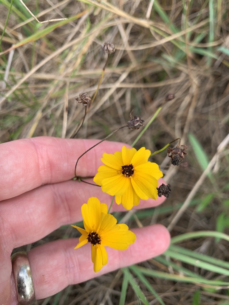 Coreopsis leavenworthii