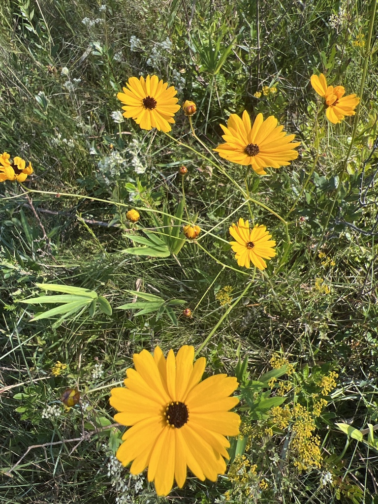 Coreopsis linifolia