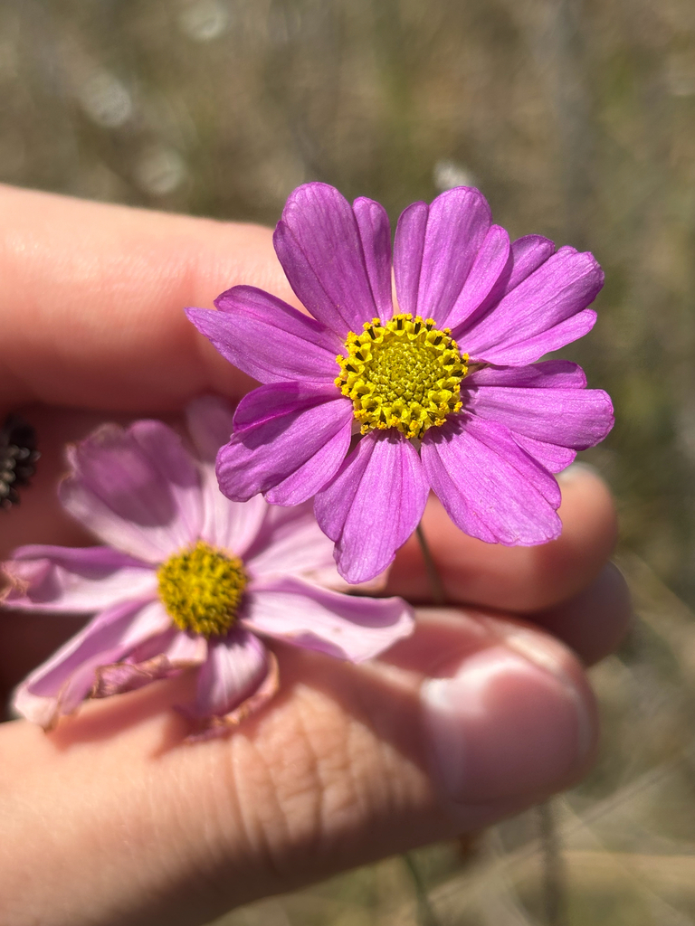 Coreopsis nudata