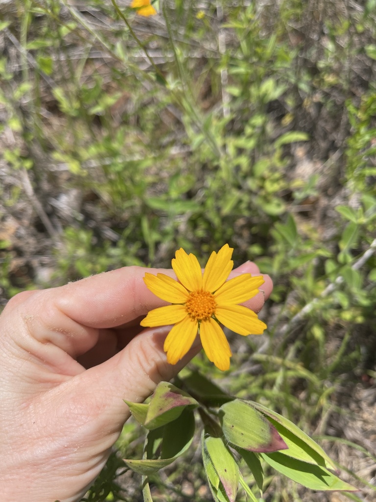Coreopsis pubescens