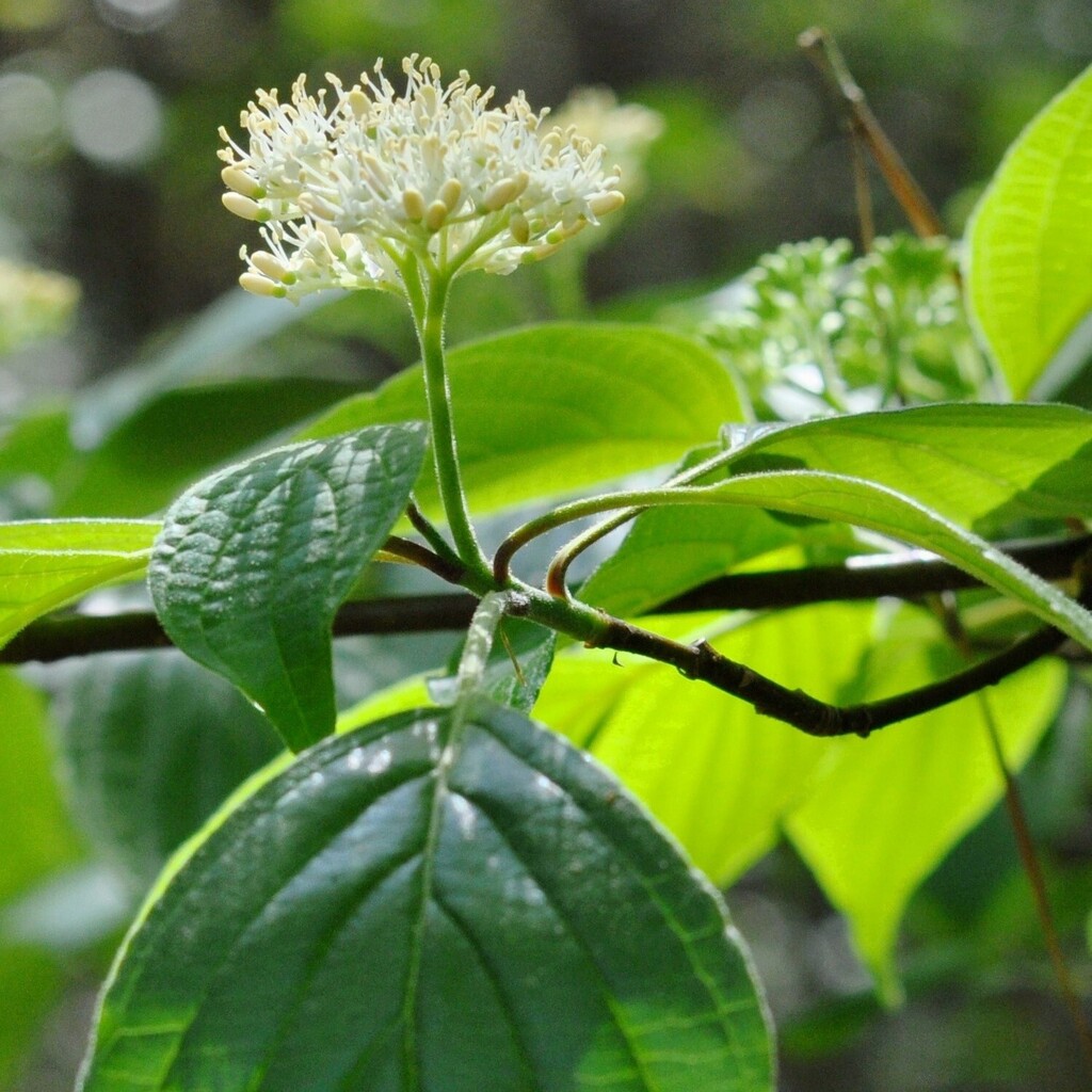 Cornus alternifolia