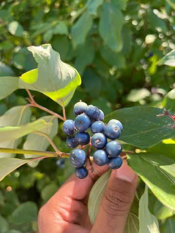 Cornus amomum