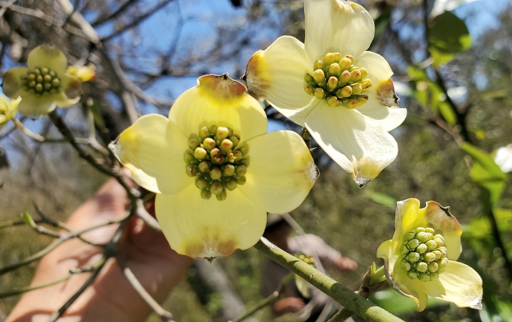 Cornus florida