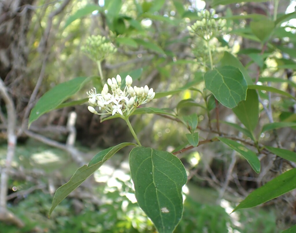 Cornus foemina