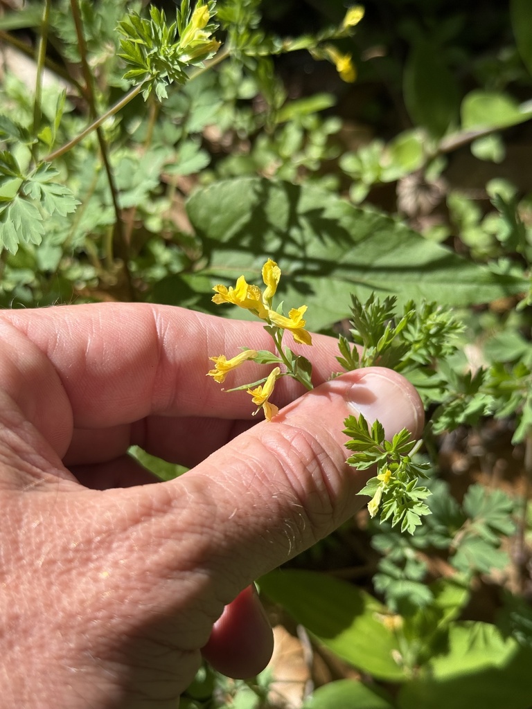 Corydalis flavula