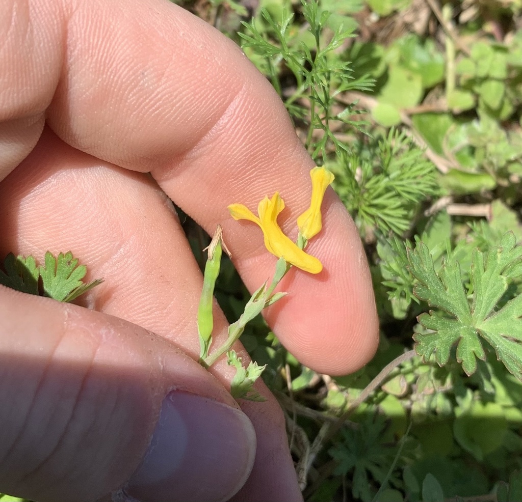 Corydalis micrantha subsp. australis