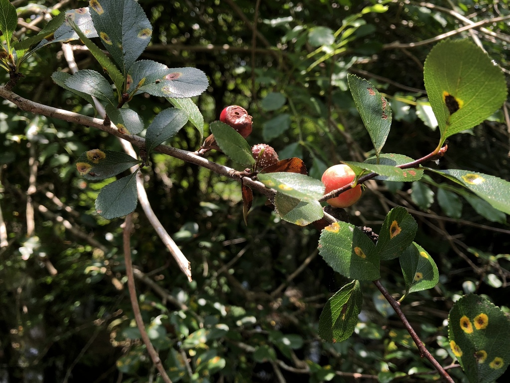 Crataegus aestivalis