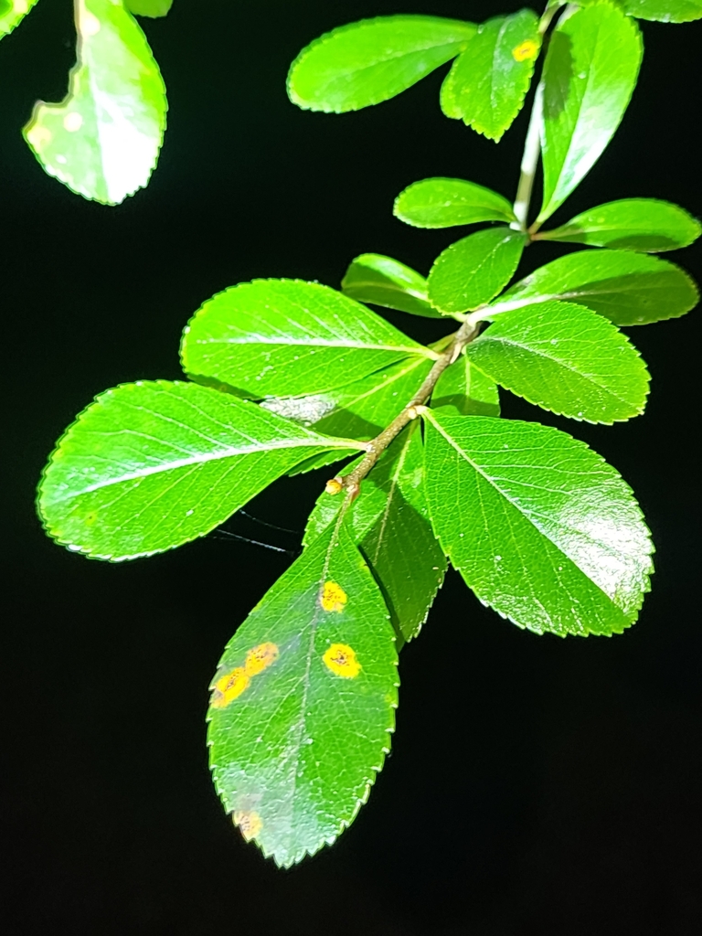 Crataegus crus-galli