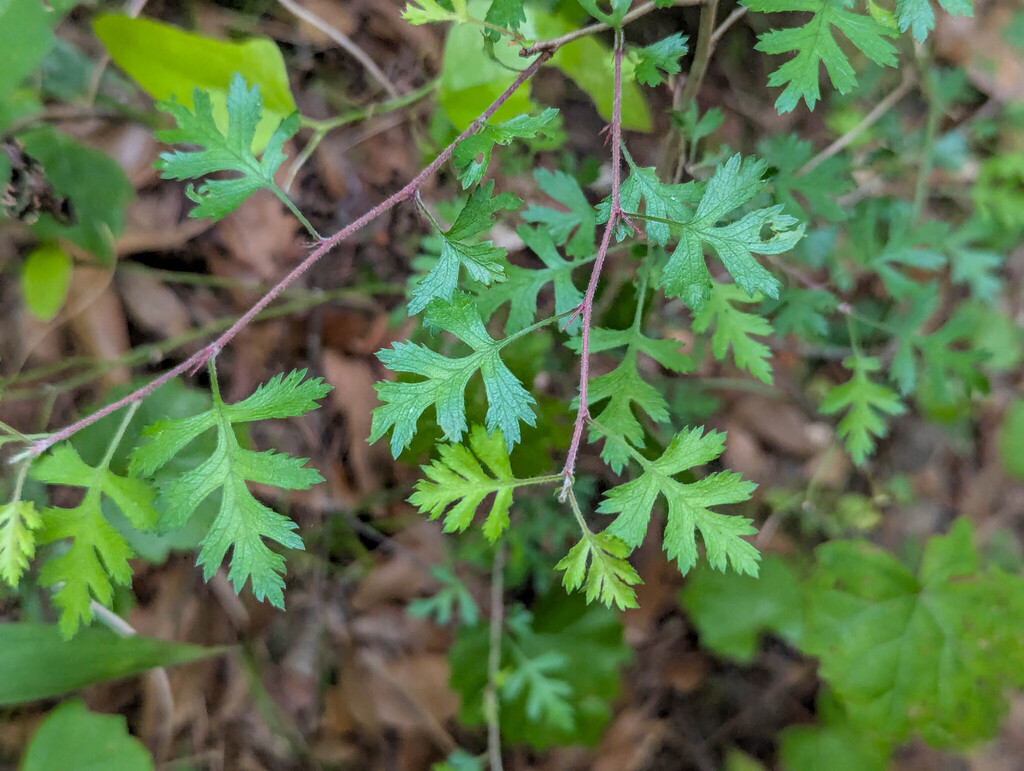 Crataegus marshallii