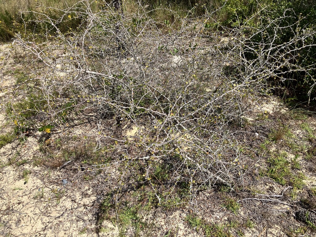 Crataegus michauxii