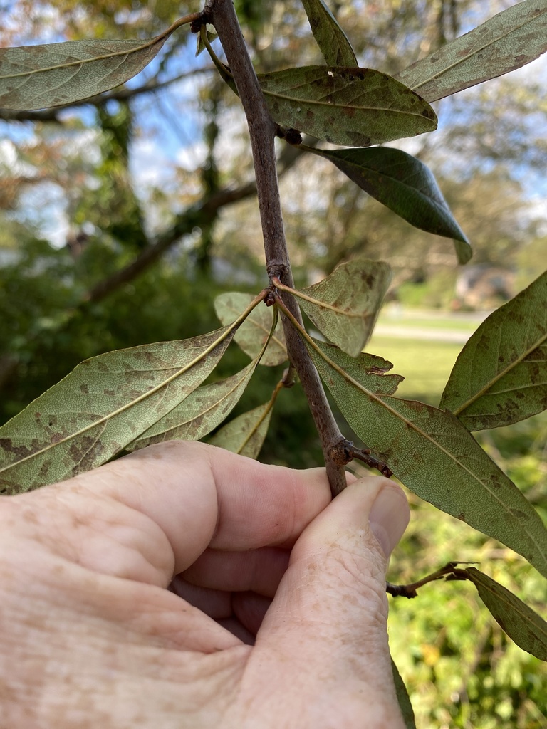 Crataegus opaca