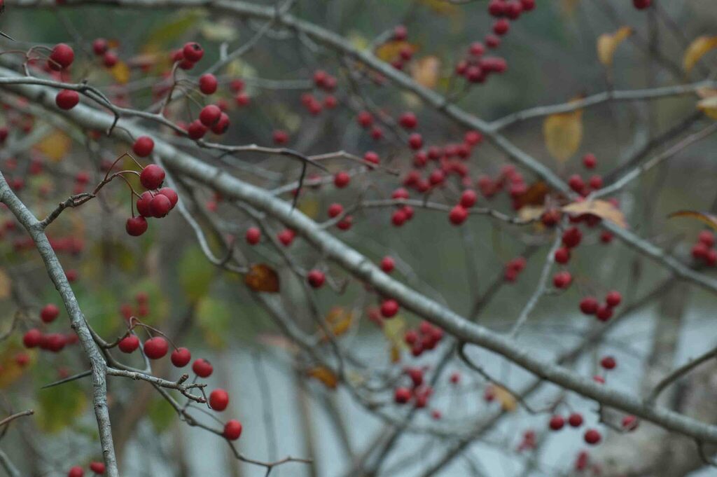 Crataegus phaenopyrum