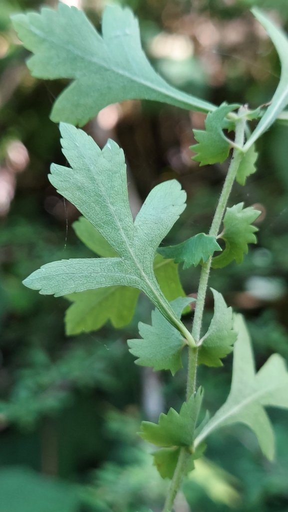 Crataegus spathulata