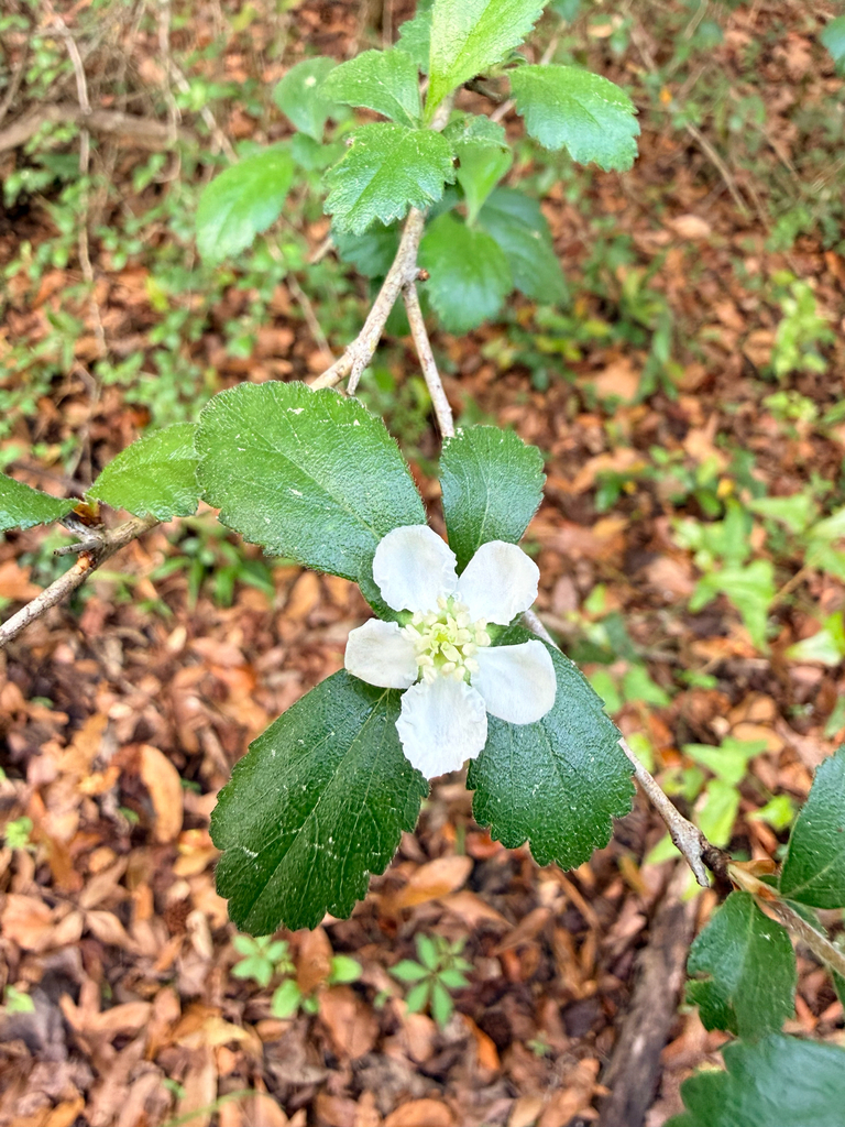 Crataegus uniflora