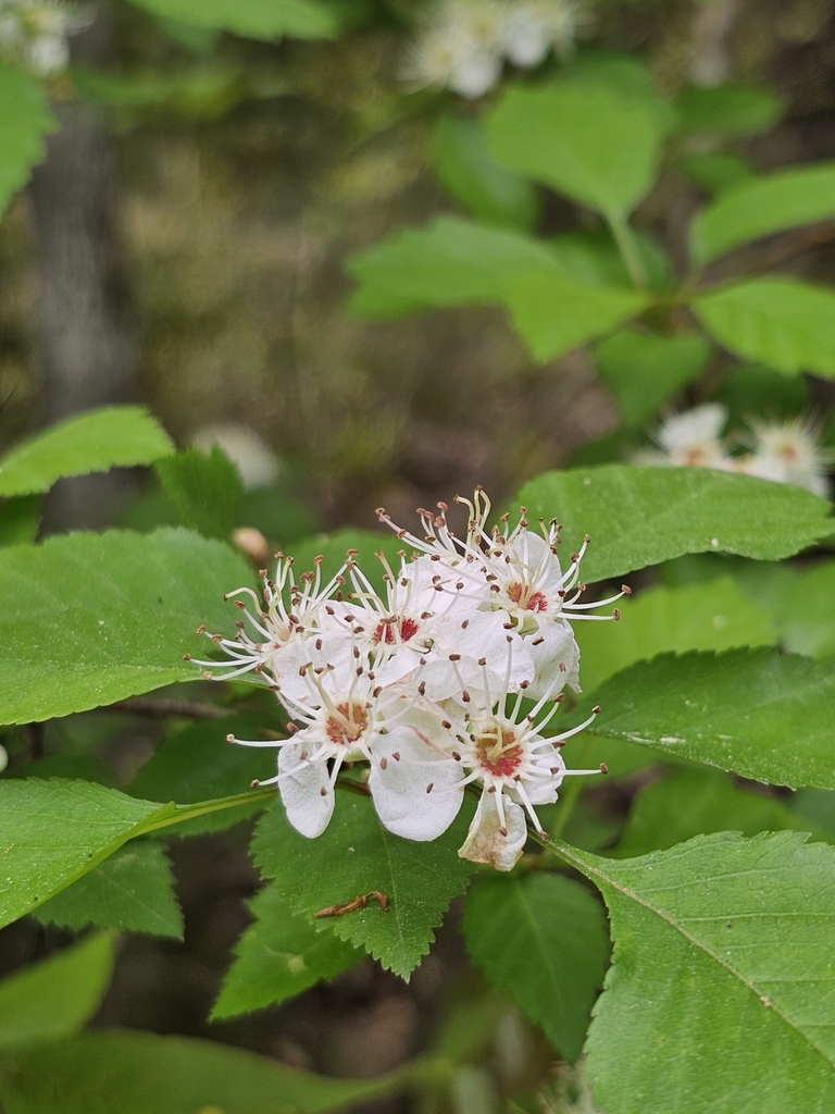 Crataegus viridis