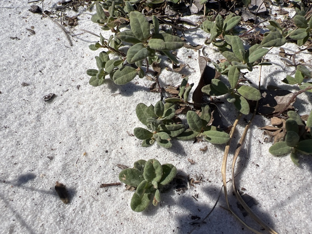 Crocanthemum arenicola