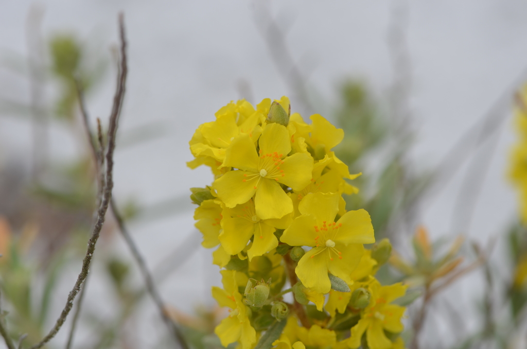 Crocanthemum nashii