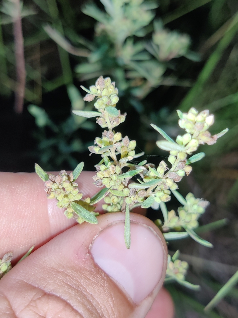 Crocanthemum rosmarinifolium