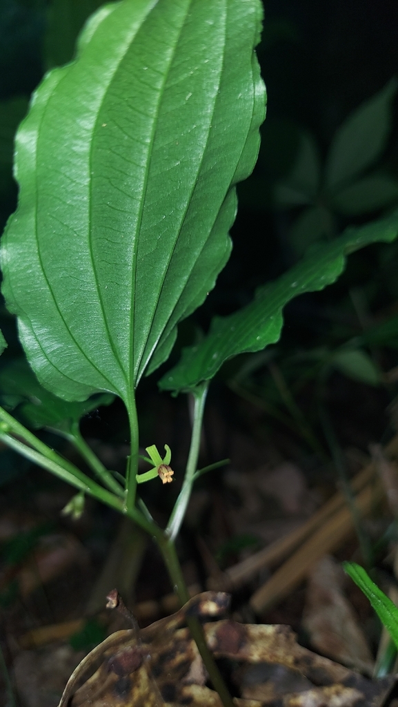 Croomia pauciflora