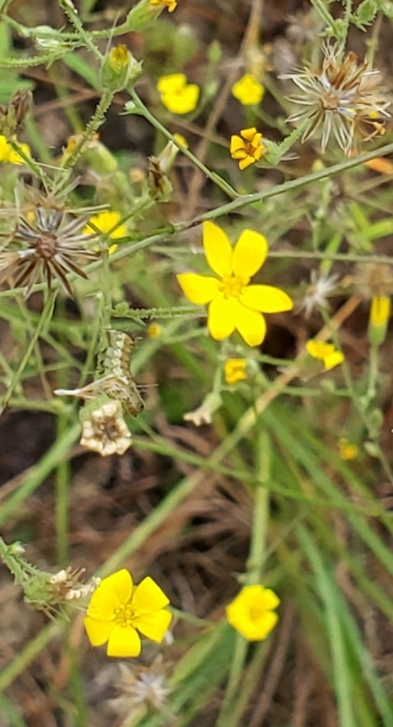 Croptilon divaricatum