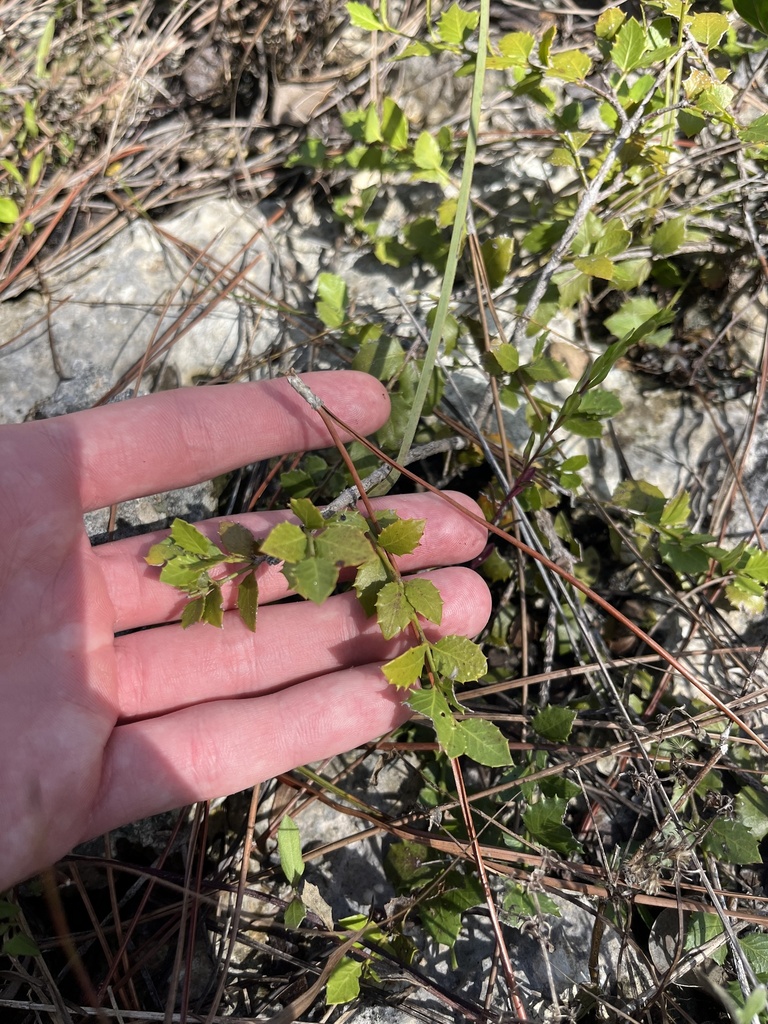 Crossopetalum ilicifolium