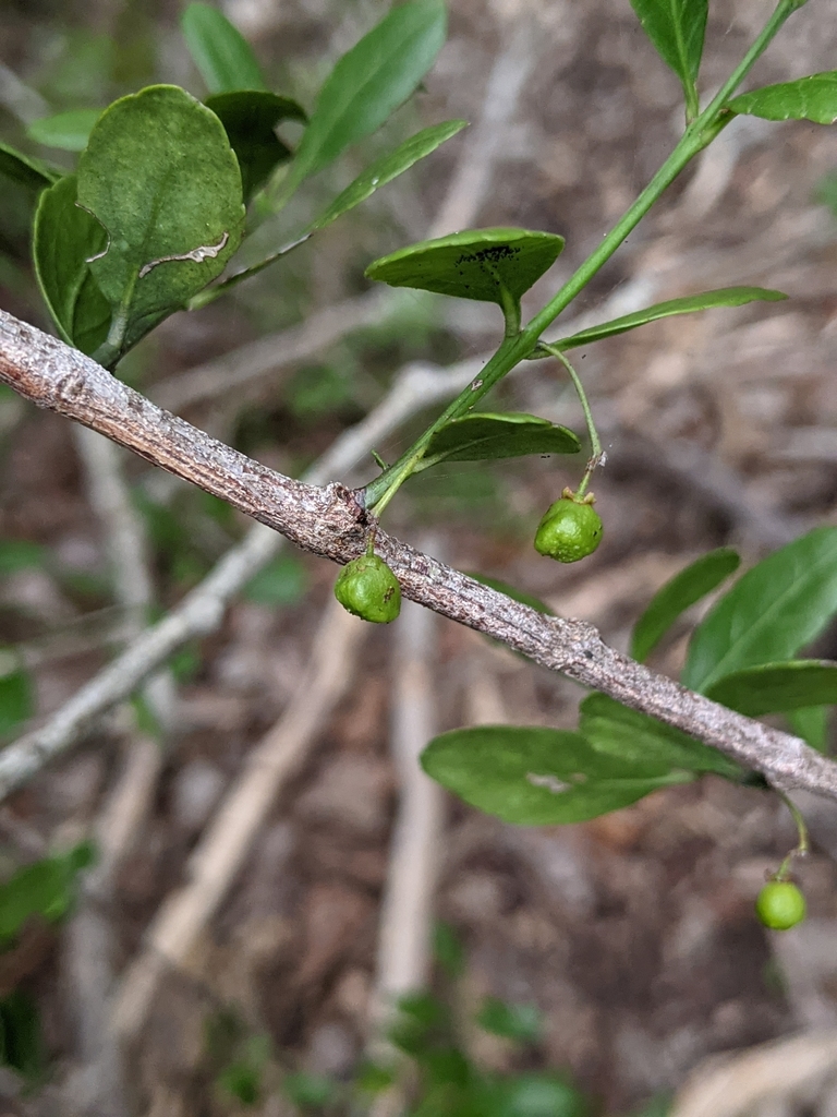 Crossopetalum rhacoma