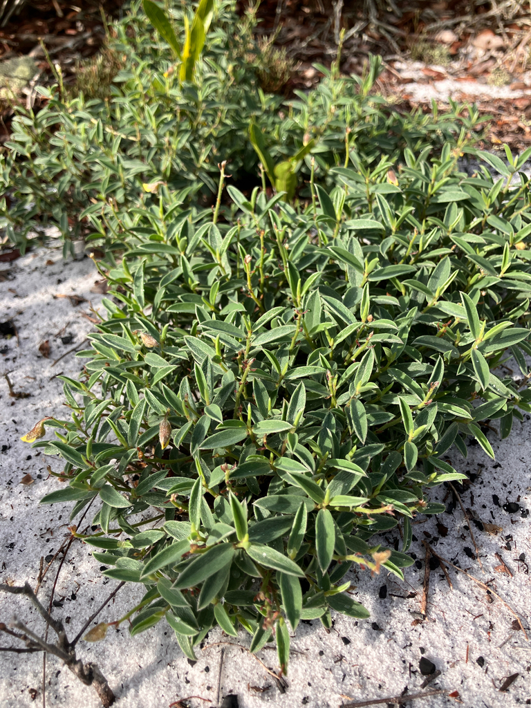 Crotalaria avonensis