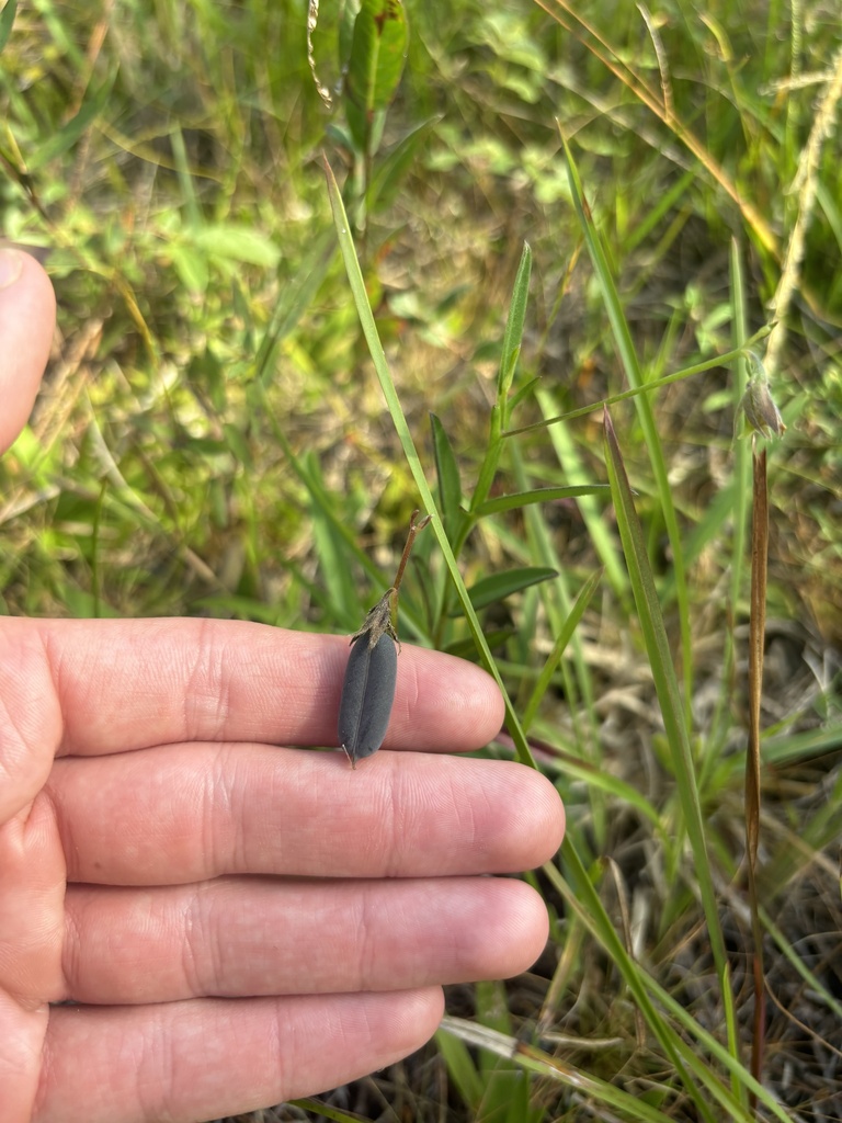 Crotalaria purshii