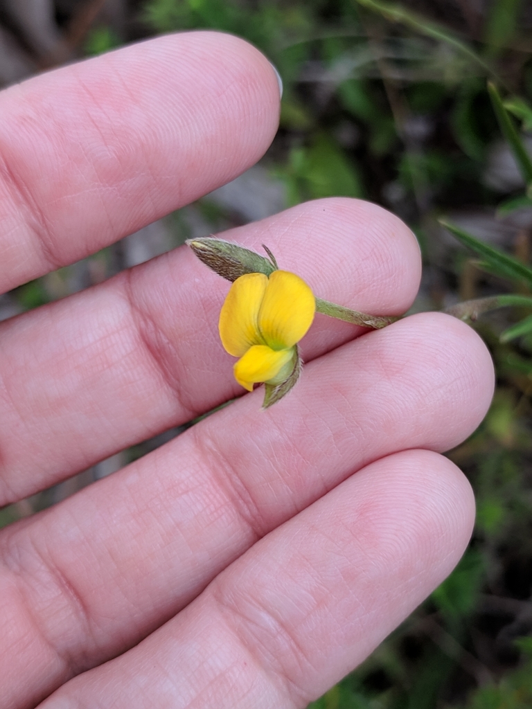 Crotalaria rotundifolia