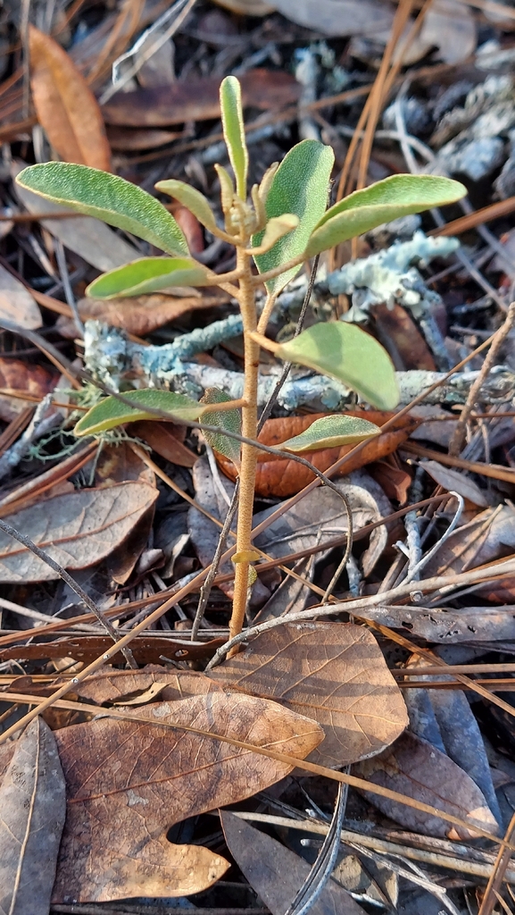 Croton argyranthemus