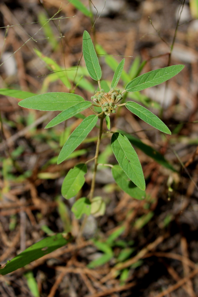 Croton elliottii