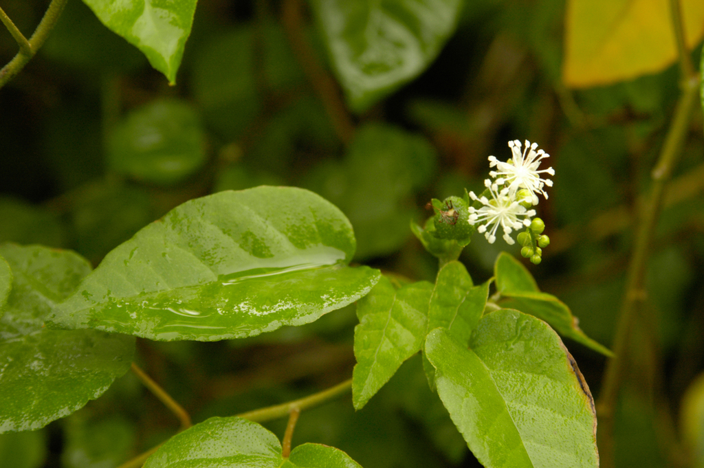 Croton humilis