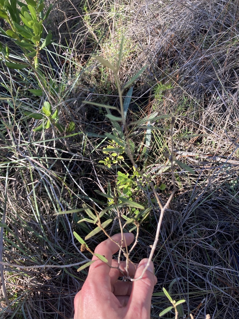 Croton linearis