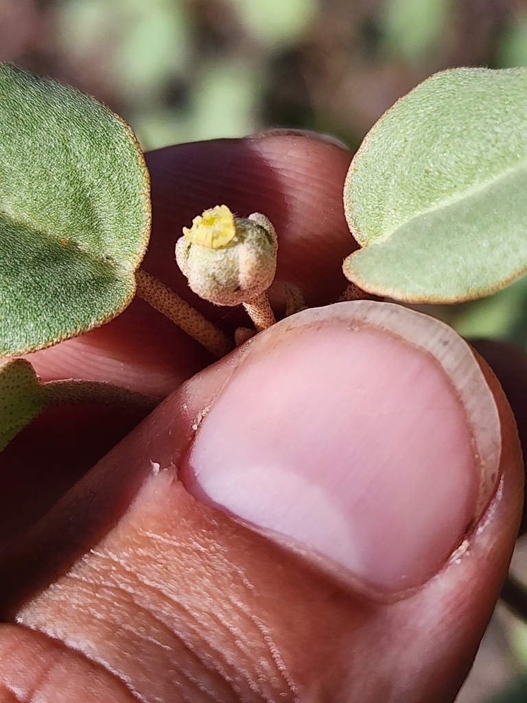Croton punctatus