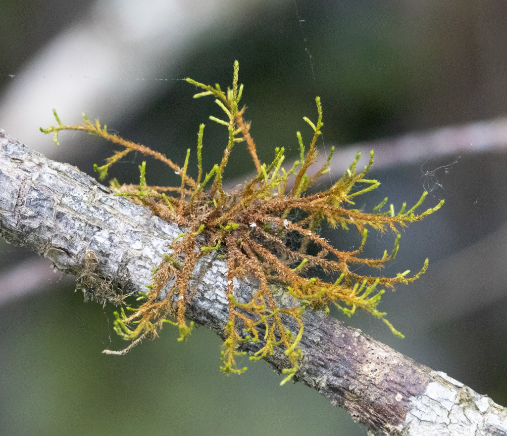 Cryphaea filiformis