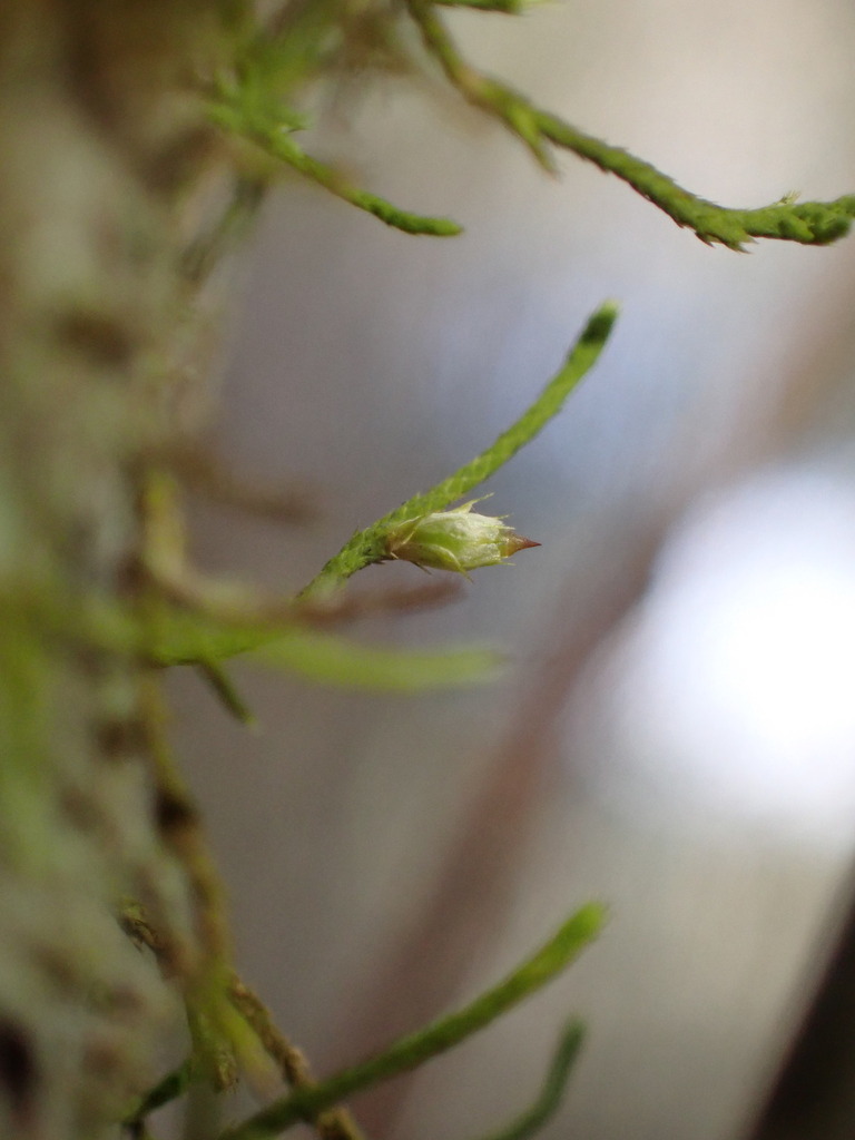 Cryphaea glomerata