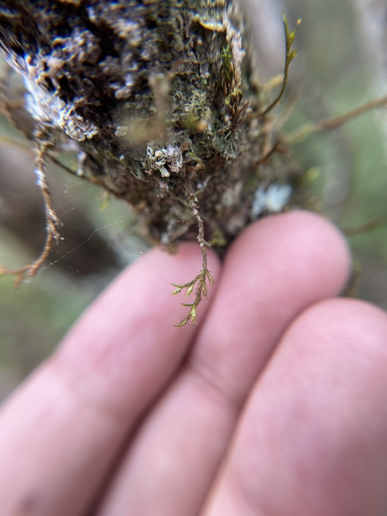 Cryphaea nervosa
