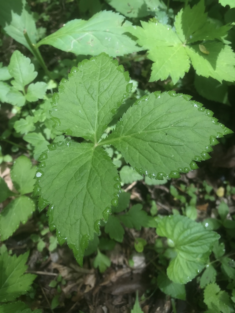 Cryptotaenia canadensis