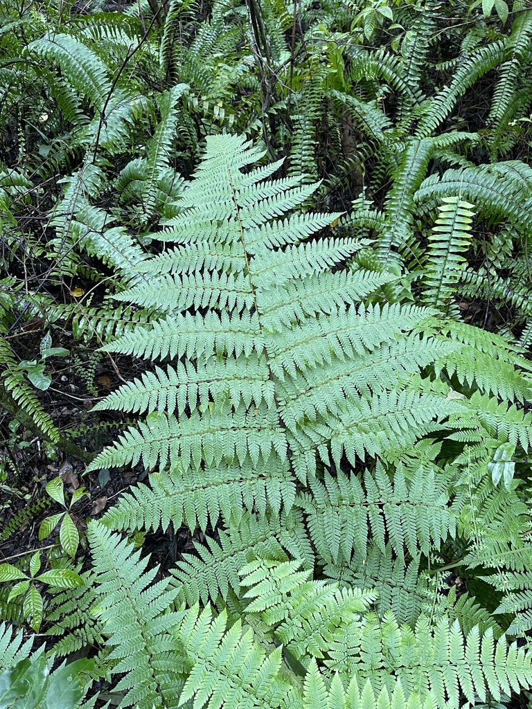 Ctenitis sloanei