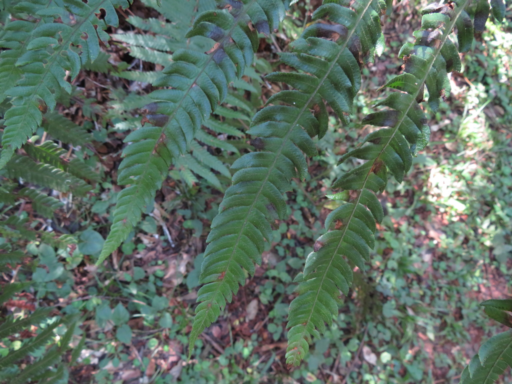 Ctenitis submarginalis