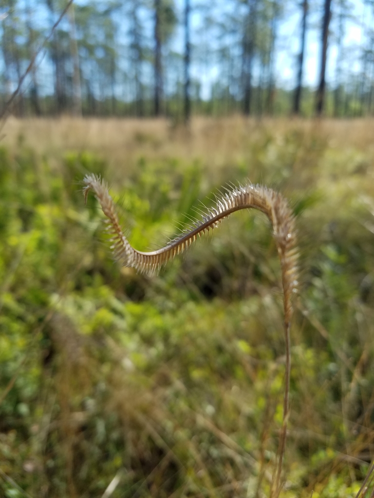 Ctenium floridanum