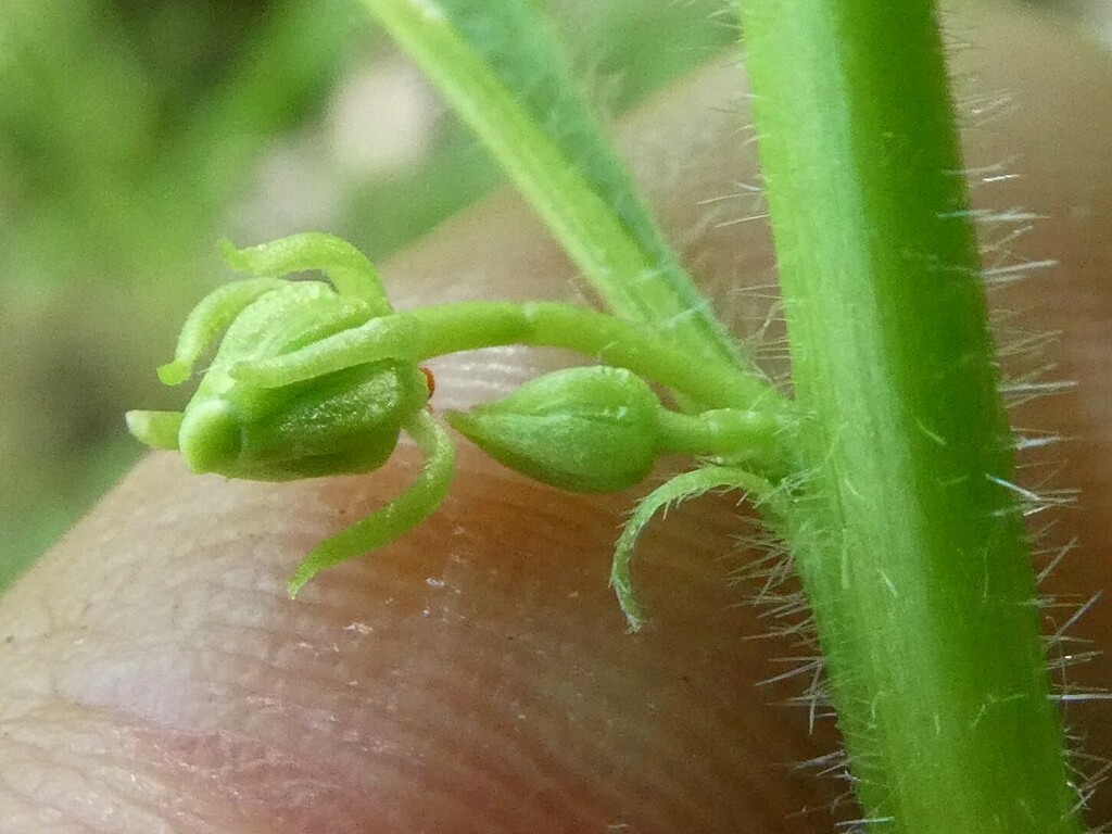 Cubelium concolor