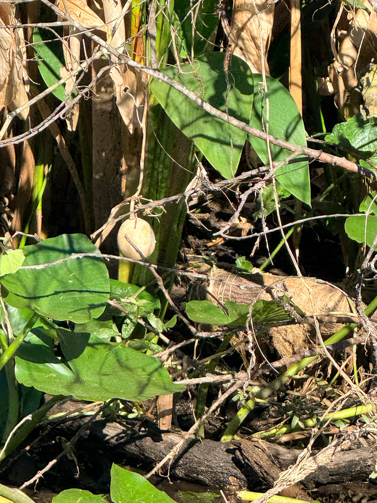 Cucurbita okeechobeensis
